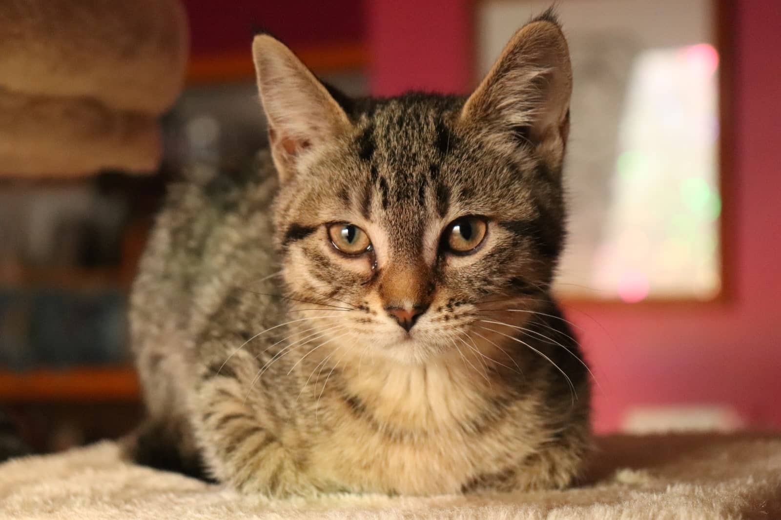 Eleni Taxon - Box Kitty (DSH) cat available for adoption in Alberta