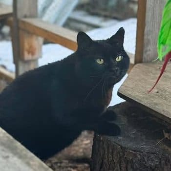 Jinxie Yett (Courtesy Post) - DSH panther cat available for adoption at Zoe's Animal Rescue in Calgary