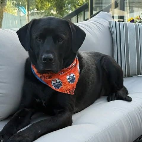 Kovie Butler (Courtesy Post) - Black Lab x available for adoption at Zoe's Animal Rescue in Calgary