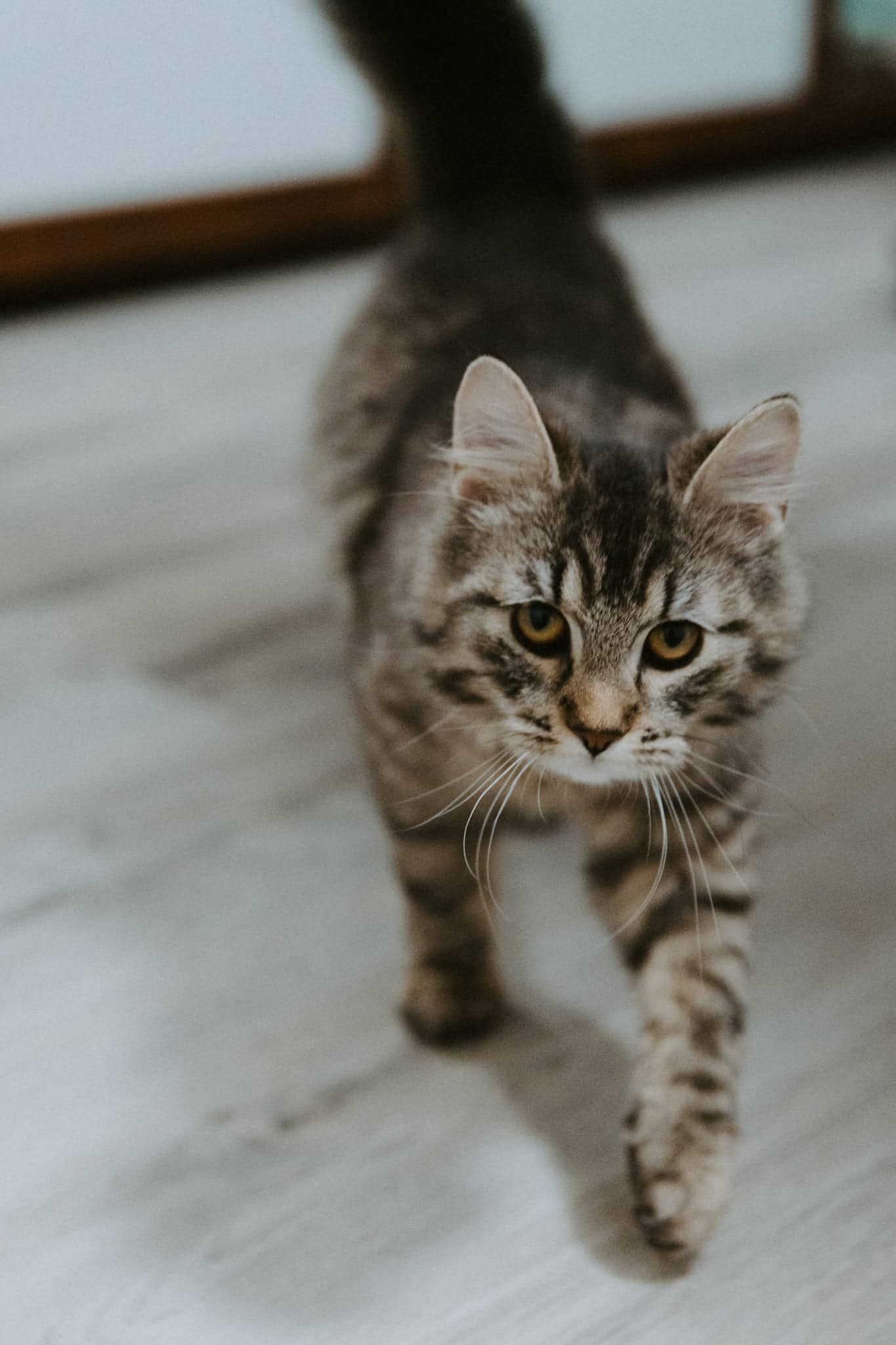 Freyelle Dancepants - Floofer (DLH) cat available for adoption at Zoe's Animal Rescue in Edmonton (1 of 5)