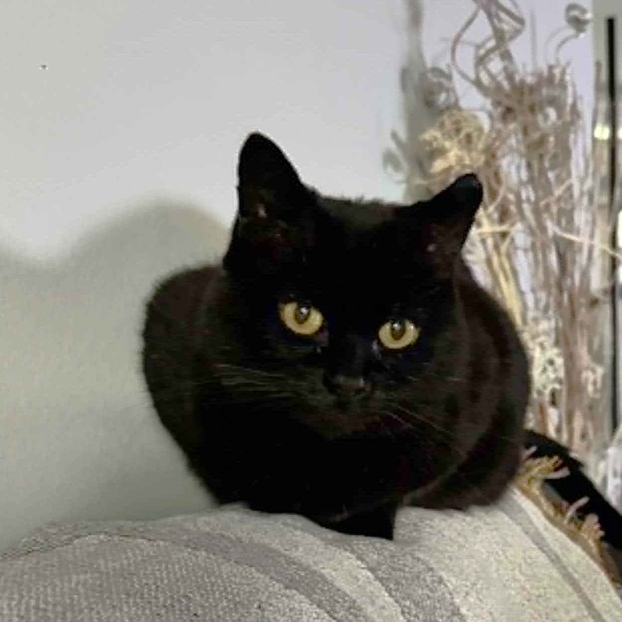 Jinxie Yett (Courtesy Post) - DSH panther available for adoption