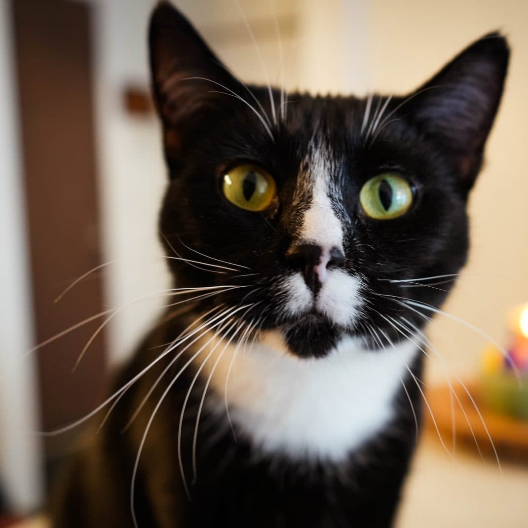 Sammy Soul - House Panther (DSH) cat available for adoption at Zoe's Animal Rescue in Calgary