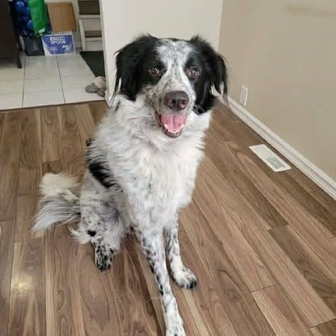 Rorshie Heeler (Courtesy Post) - Heeler x Maremma available for adoption at Zoe's Animal Rescue in Calgary
