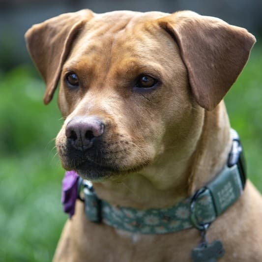 Lemon Loaf - Mixed Breed available for adoption