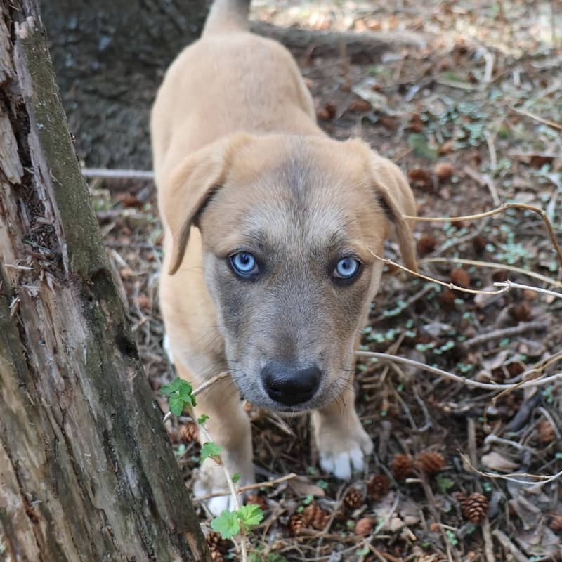 Kauai Hawaii - Mixed Breed available for adoption