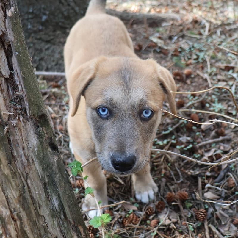 Kauai Hawaii - Mixed Breed available for adoption at Zoe's Animal Rescue in Calgary
