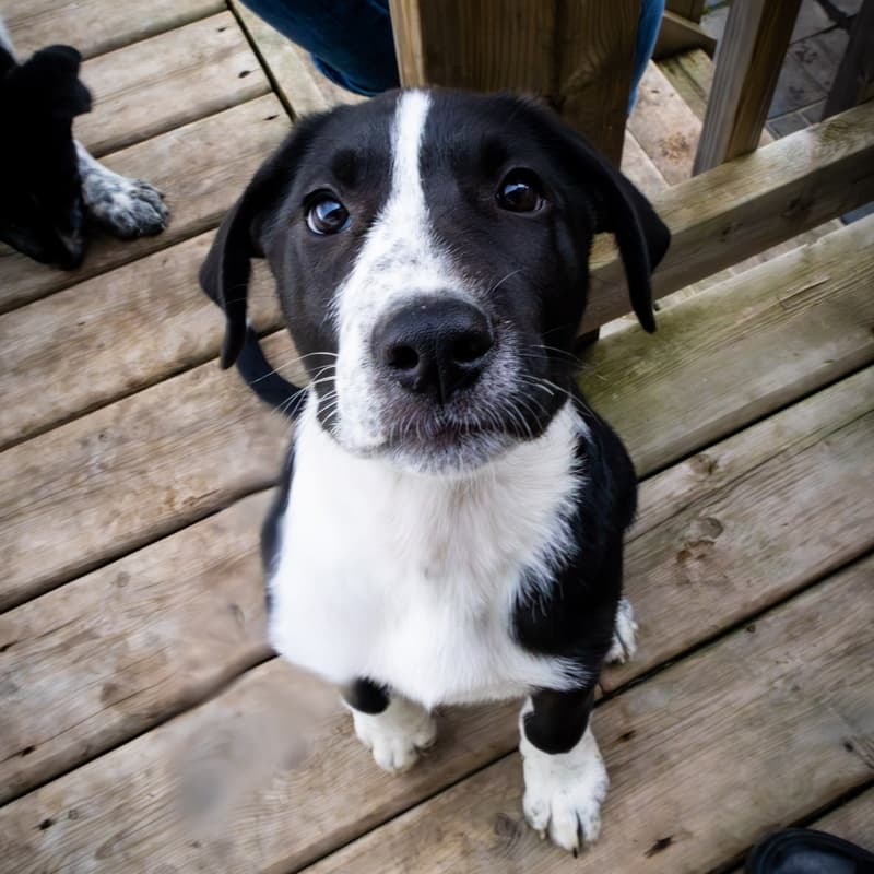 Altair Guiding Stars - Mixed Breed available for adoption