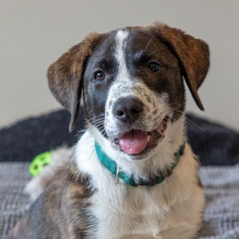 Astra Guiding Stars - Mixed Breed available for adoption