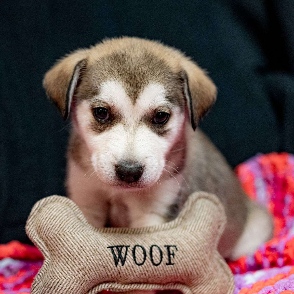 Azalea Bonnet - Mixed Breed available for adoption at Zoe's Animal Rescue in Calgary