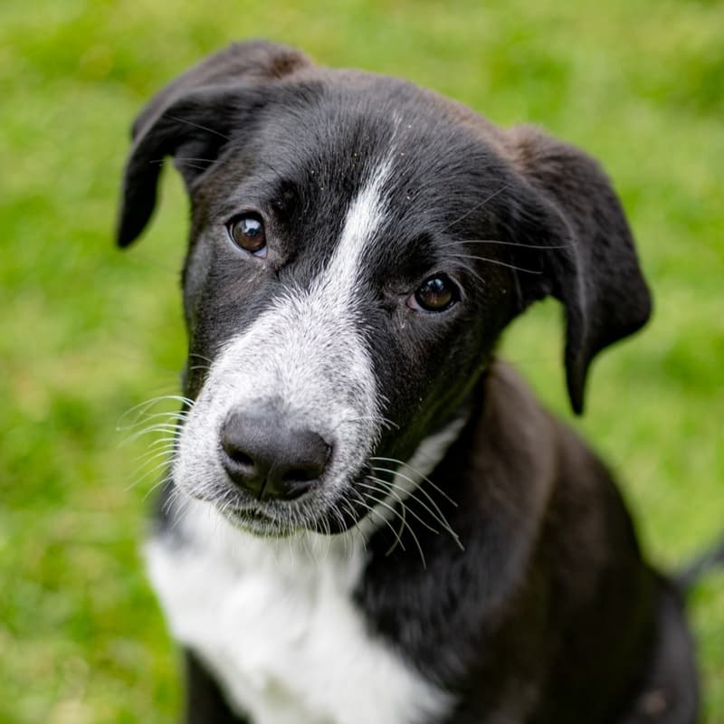 Elara Guiding Stars - Mixed Breed available for adoption