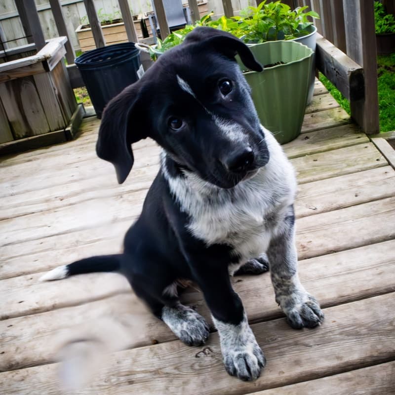 Lyra Guiding Stars - Mixed Breed available for adoption