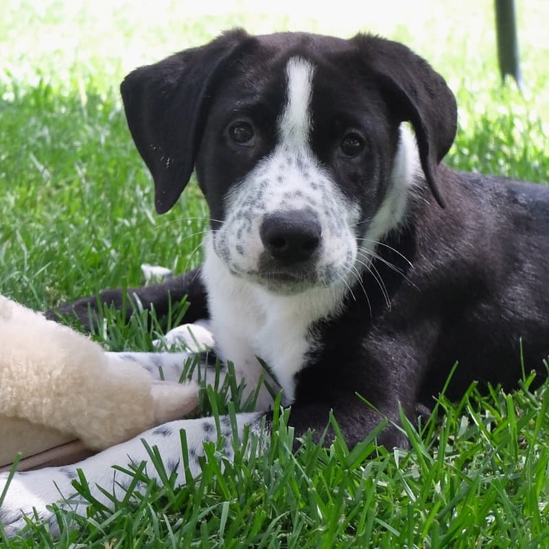 Orion Guiding Stars - Mixed Breed available for adoption