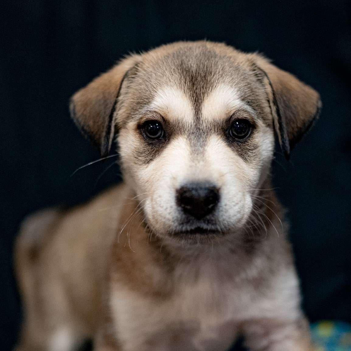 Paintbrush Bonnet - Mixed Breed available for adoption at Zoe's Animal Rescue in Calgary