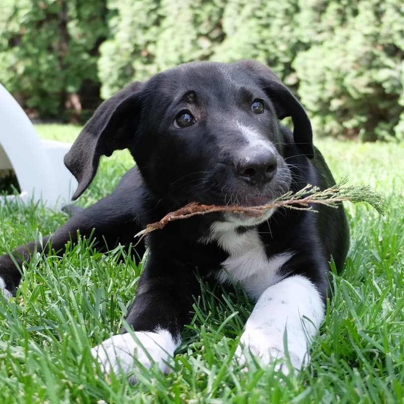 Sirius Guiding Stars - Mixed Breed available for adoption