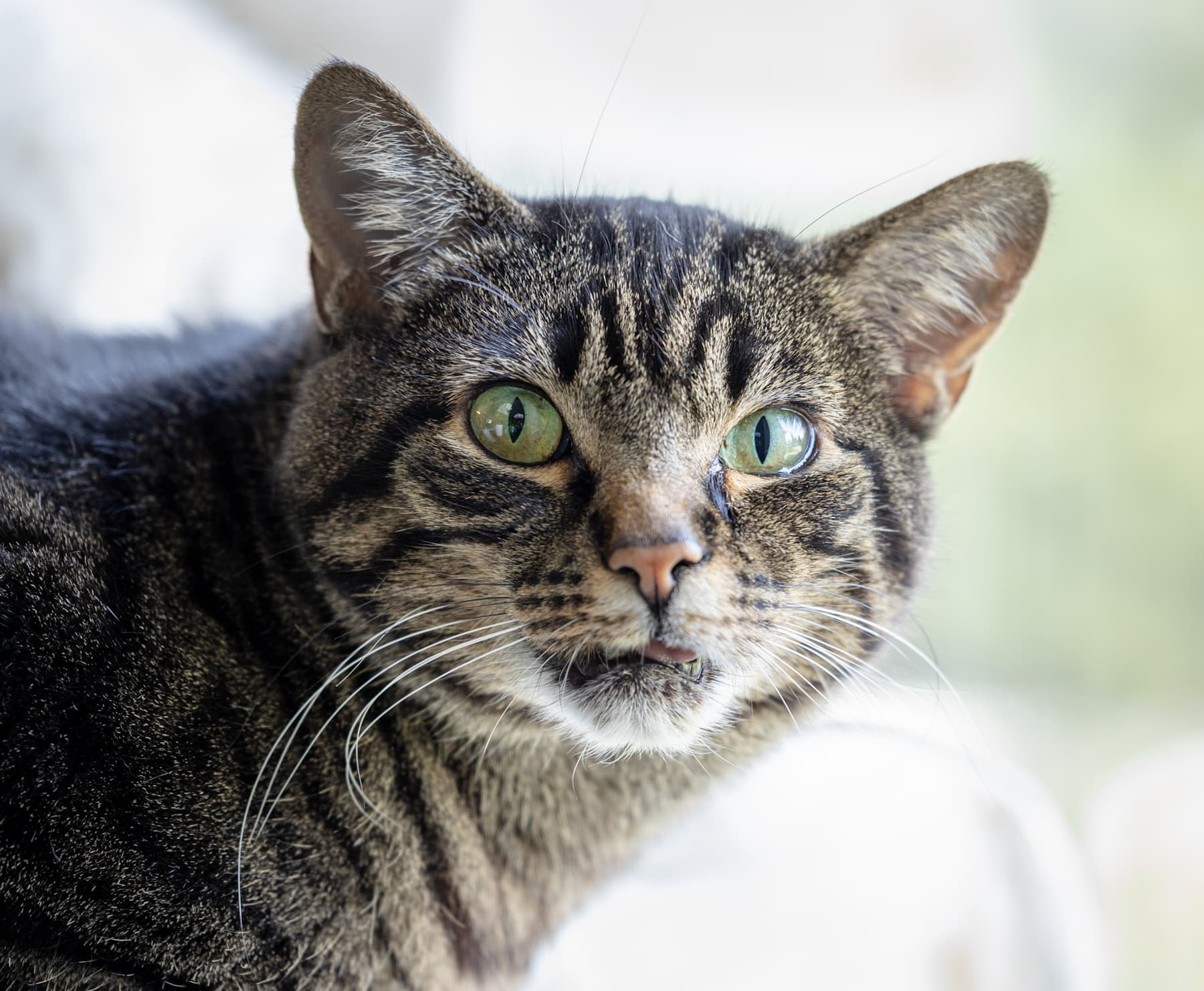 Kirby Girl - Tabby beauty (DSH) cat available for adoption at Zoe's Animal Rescue in Calgary