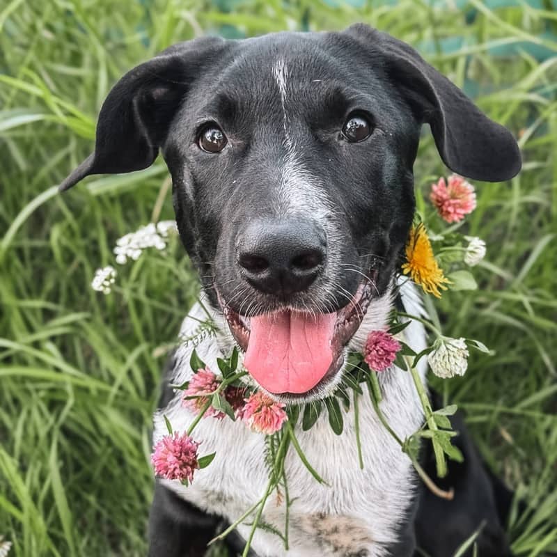Lyra Guiding Stars - Mixed Breed available for adoption