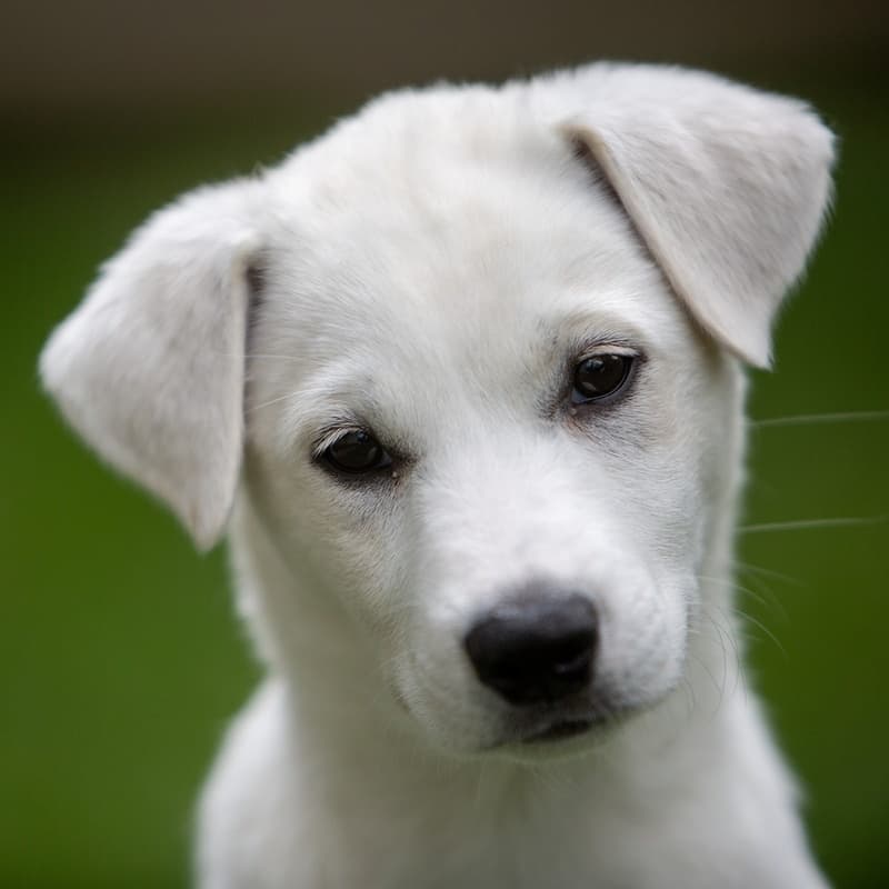 Keiko Gussy - Mixed Breed available for adoption