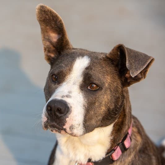 Luna Guiding Stars - Mixed Breed available for adoption