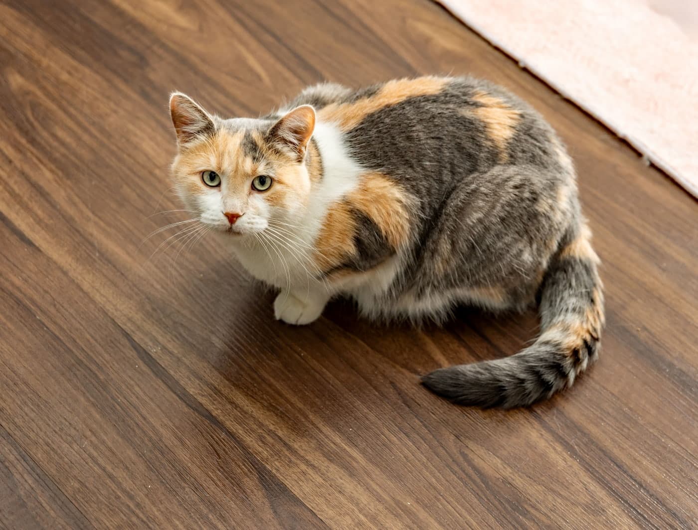 Mimi Artiste - Momma Torbie (DSH) cat available for adoption at Zoe's Animal Rescue in Calgary