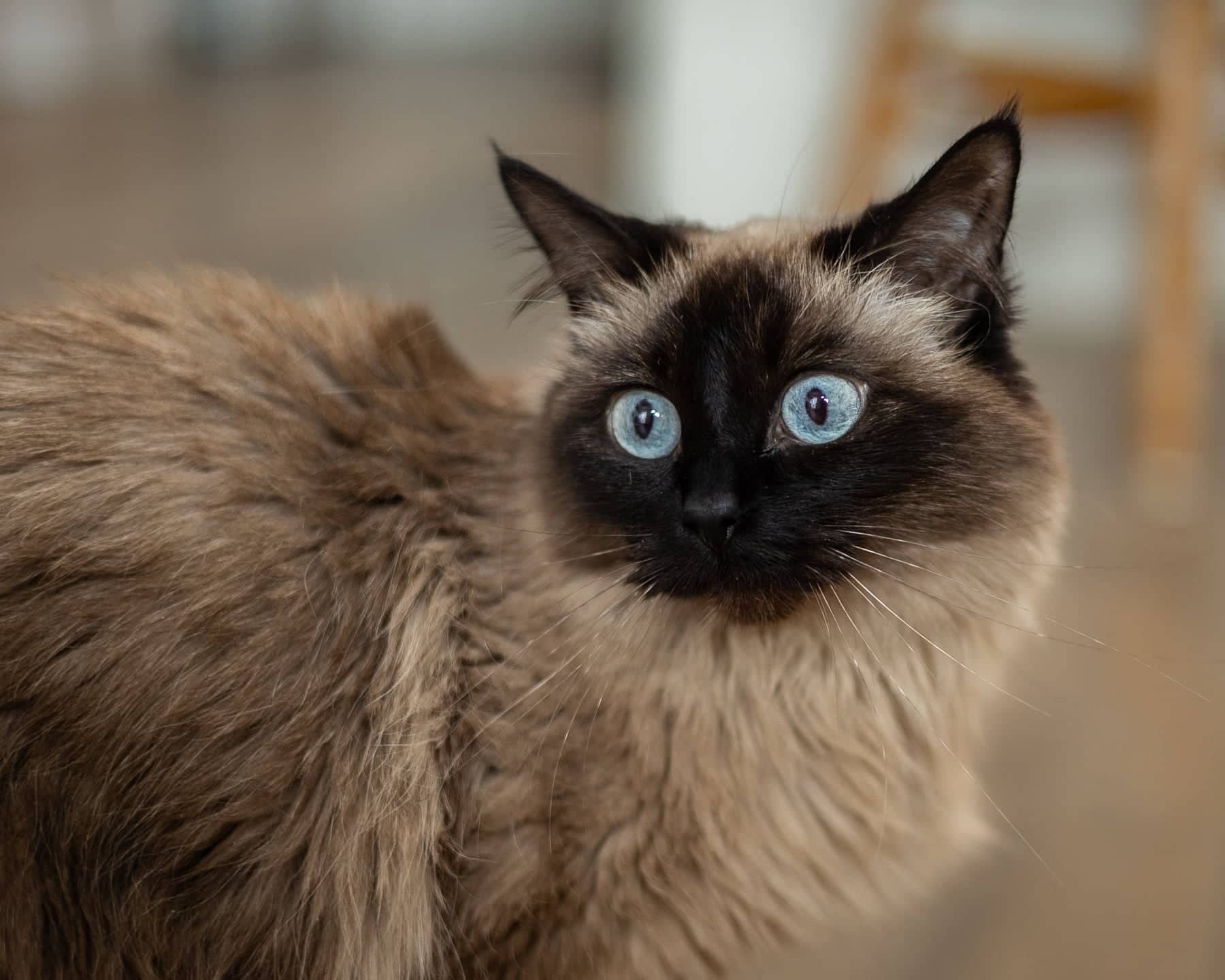 Neena Neener - Fluffy Diva Colorpoint (DLH) cat available for adoption in Alberta