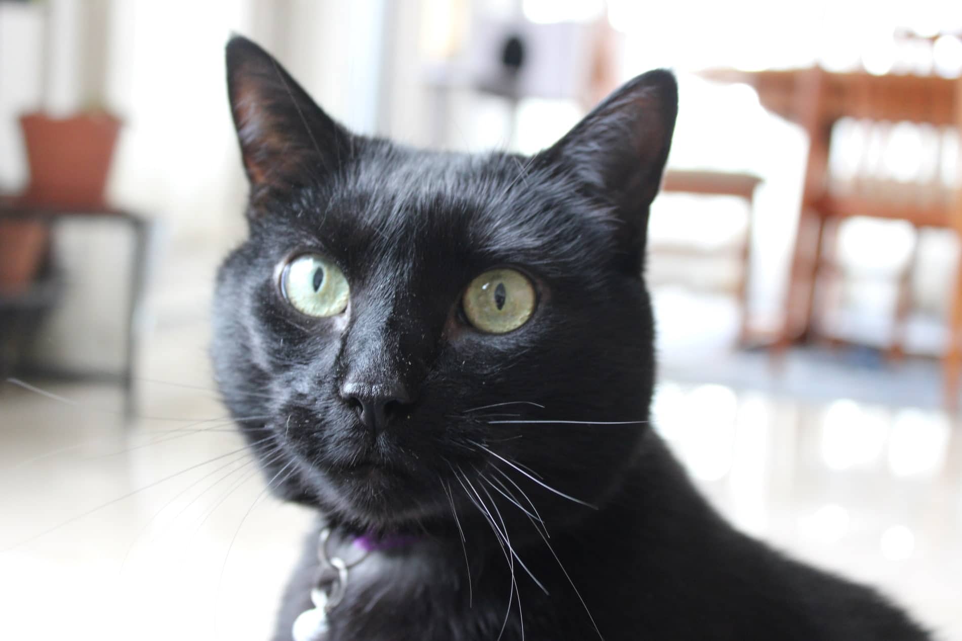 Orion Transalta - Large Halloween Kitty (DSH) available for adoption