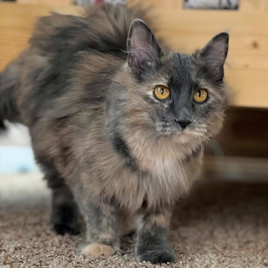 Morgana Westing - Bonded Beauty (DLH) cat available for adoption in Alberta