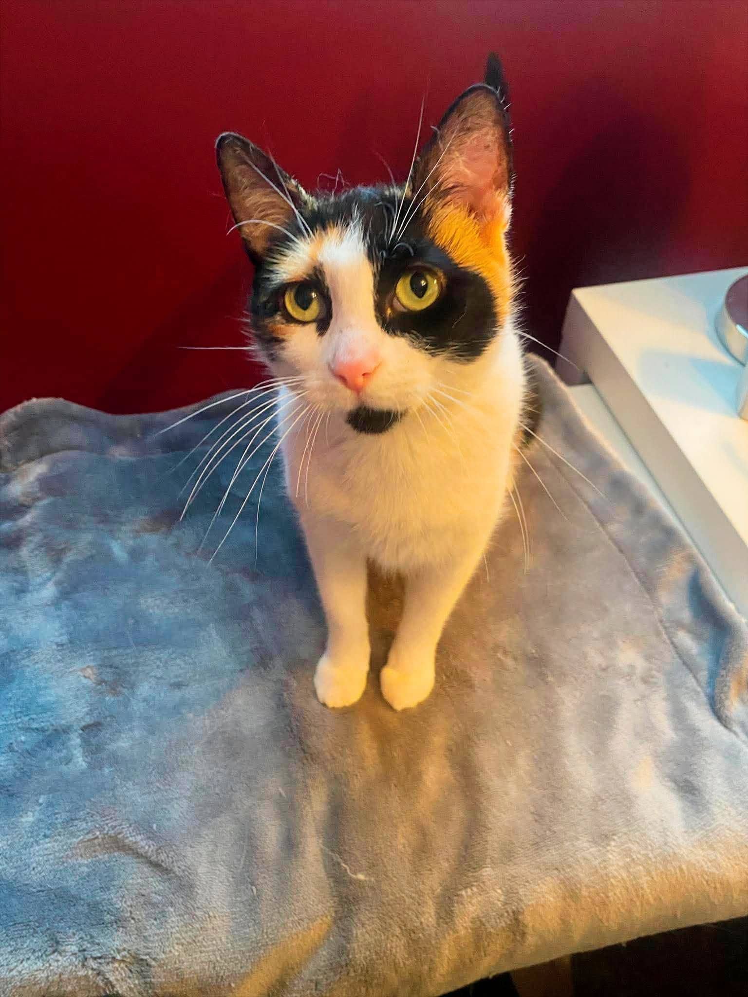 Triumph Cruiser - Calico (DSH) cat available for adoption in Alberta