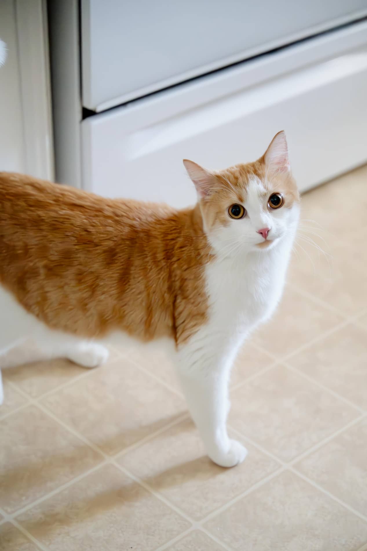 Typhoon Level - Domestic cutie (DSH) available for adoption