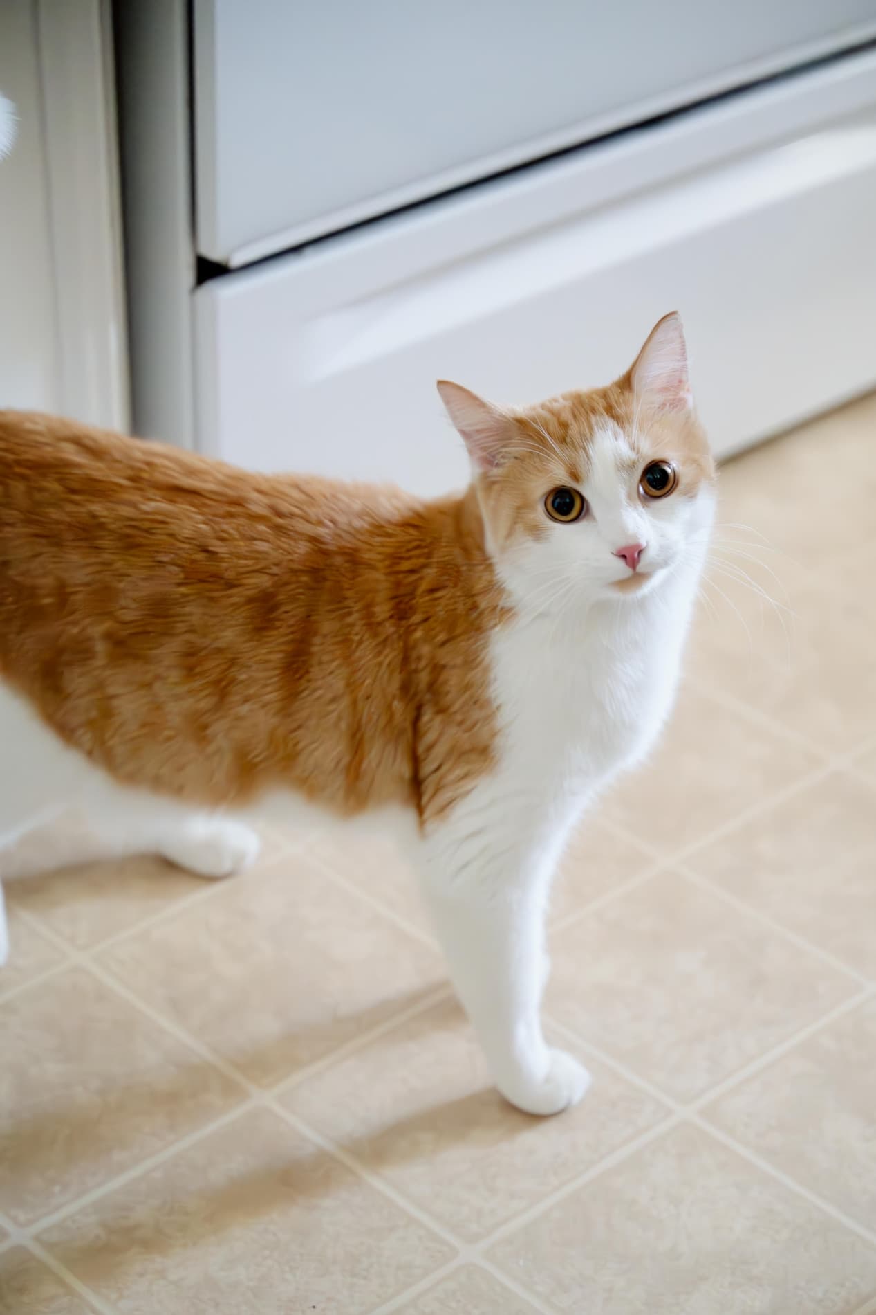 Typhoon Level - Domestic cutie (DSH) cat available for adoption at Zoe's Animal Rescue in Calgary