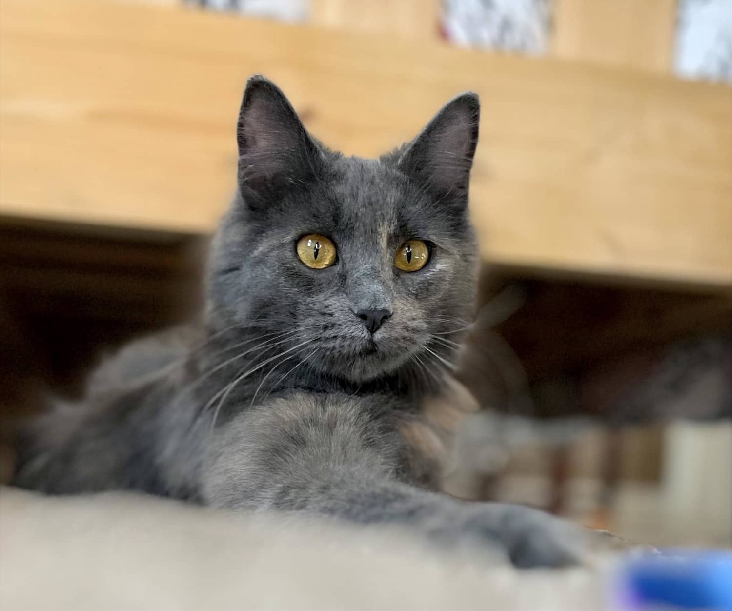Zephyr Westing - Bonded Beauty (DLH) cat available for adoption in Alberta