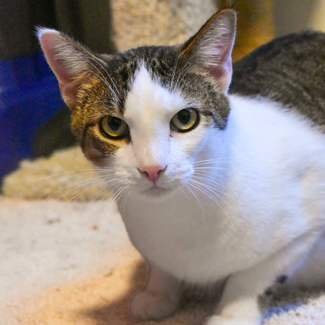 Dragonfruit Exotica - Spotted Street Tabby (DSH) available for adoption