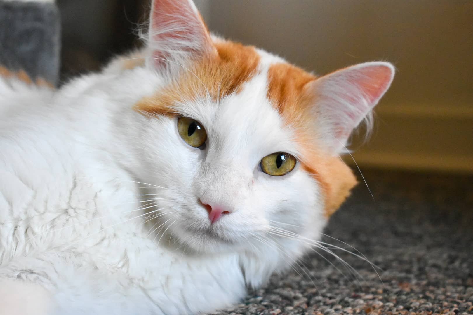 Motley Fuel - Floofer boy (DLH) available for adoption