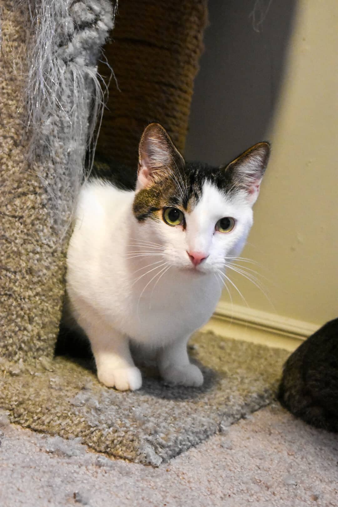 Papaya Exotica - Striped Street Tabby (DSH) cat available for adoption at Zoe's Animal Rescue in Edmonton (1 of 5)