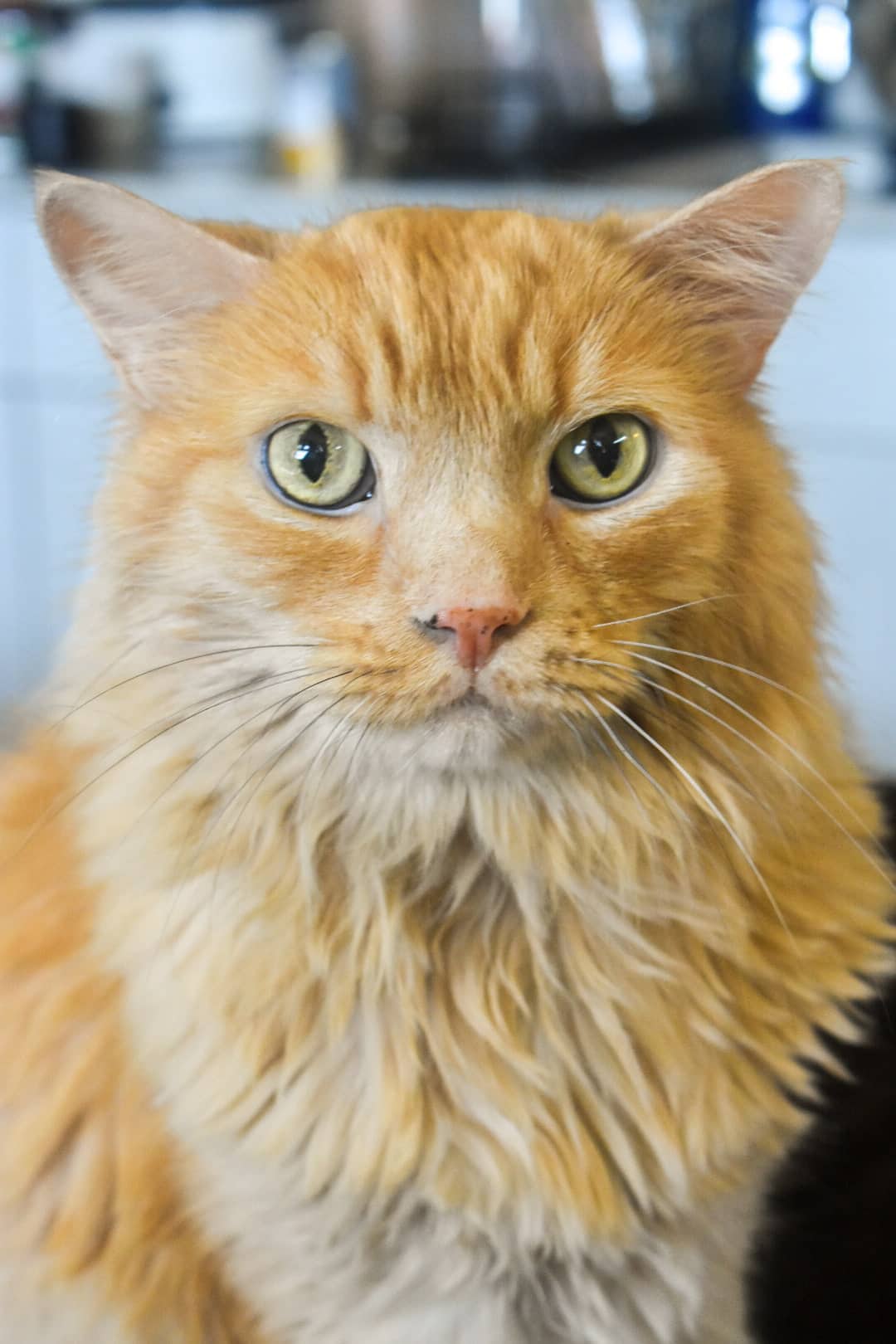 Theo Martin - Introvert Floofer Cat (DLH) available for adoption