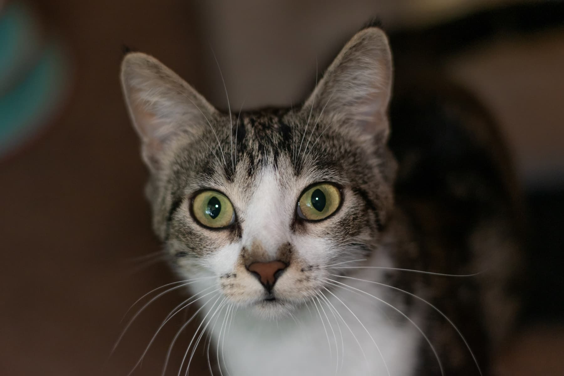 Calamity Jane - Domestic Momma (DSH) cat available for adoption in Calgary