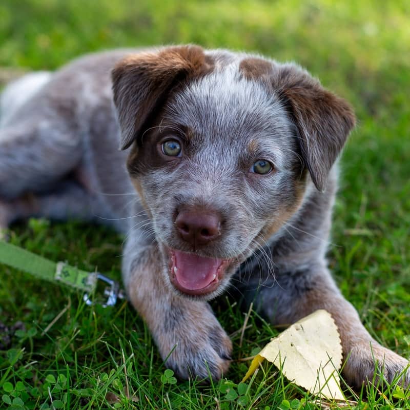 Binky Donkey - Heeler Mix available for adoption