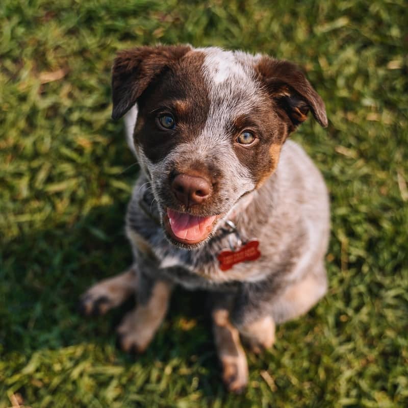 Bonky Donkey - Heeler Mix available for adoption