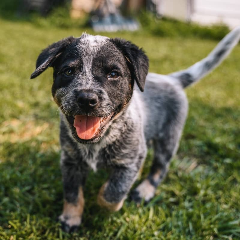 Inky Donkey - Heeler Mix available for adoption