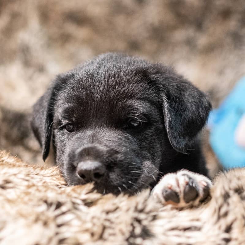 Dogsbody Wynne Jones - Mixed Breed available for adoption in Alberta