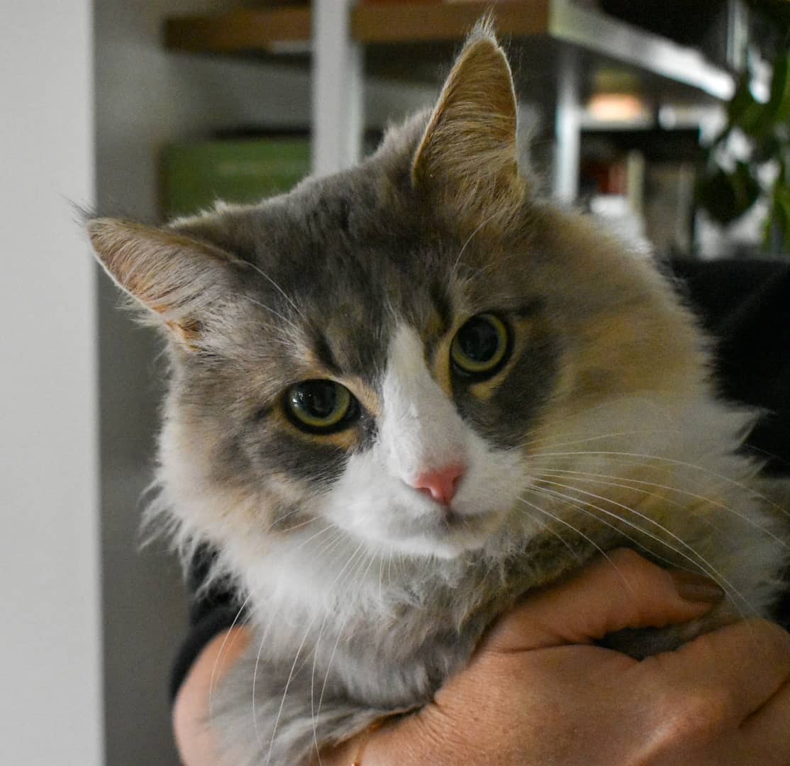 Ernie Clement - Fluffy Stray (DLH) cat available for adoption at Zoe's Animal Rescue in Edmonton (1 of 5)