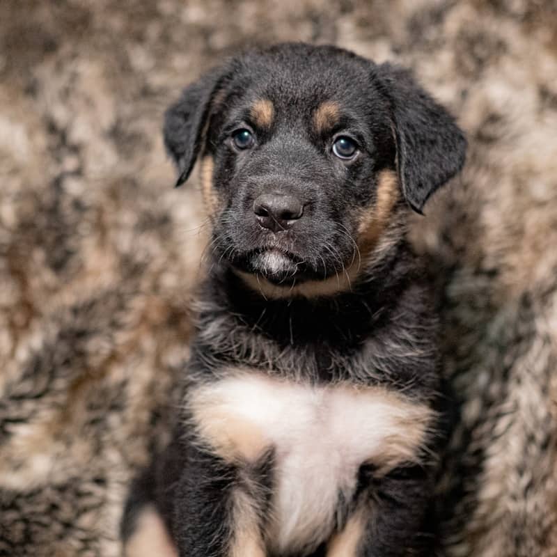 Jamal Wynne Jones - Mixed Breed available for adoption in Calgary