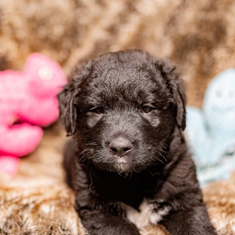 Pinhoe Wynne Jones - Mixed Breed available for adoption in Alberta