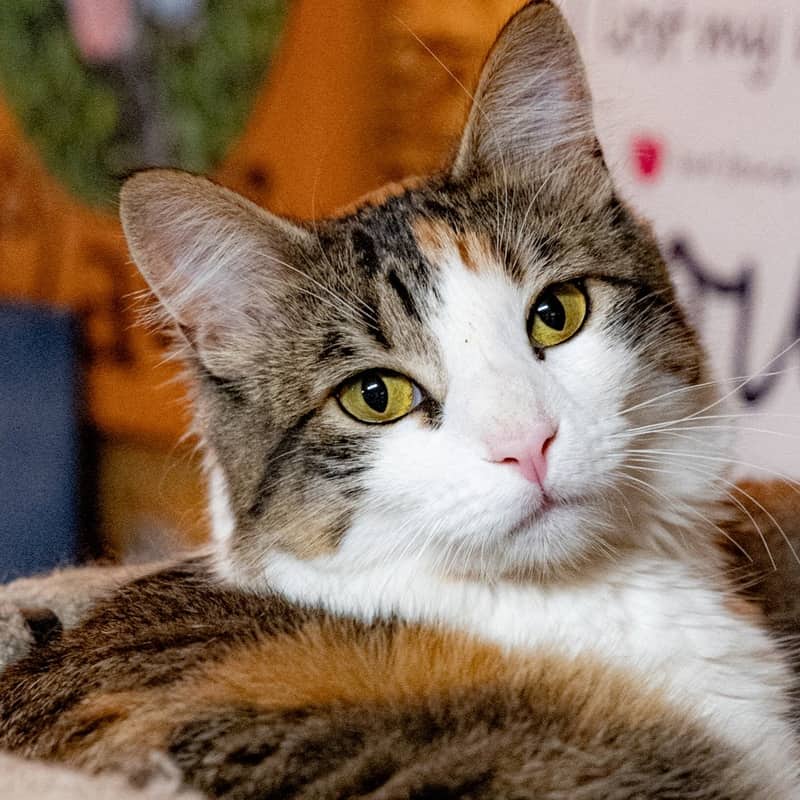 Roofer Fiddler - Social Butterfly (DSH) cat available for adoption at Zoe's Animal Rescue in Edmonton (1 of 5)