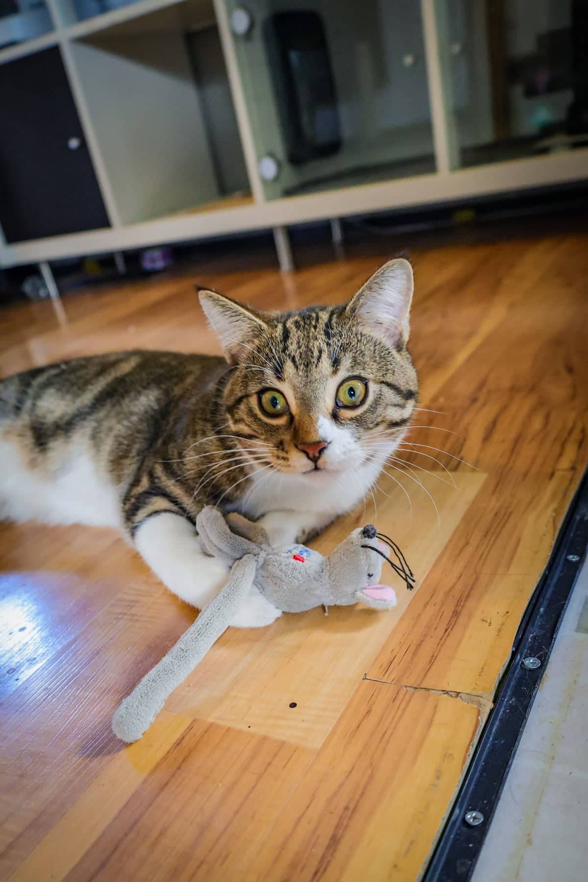 Snyder Superintendent - Domestic Cutie (DSH) cat available for adoption at Zoe's Animal Rescue in Edmonton (1 of 5)
