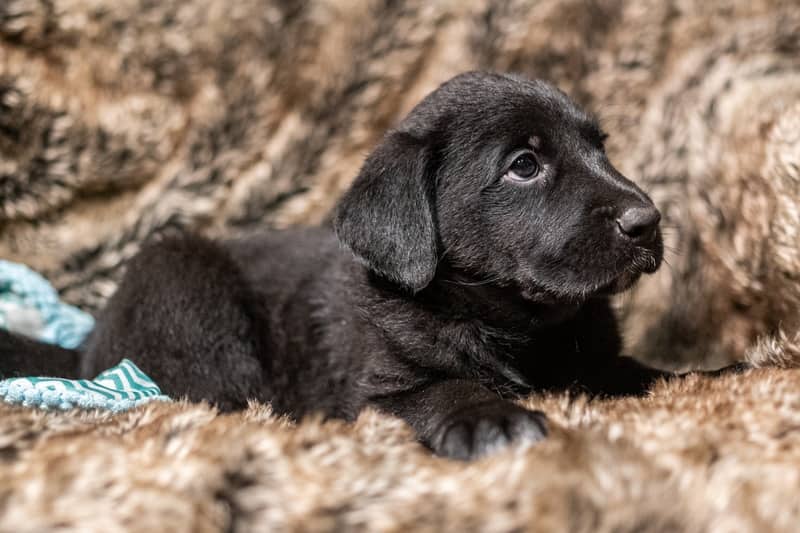 Waif Wynne Jones - Mixed Breed available for adoption in Alberta