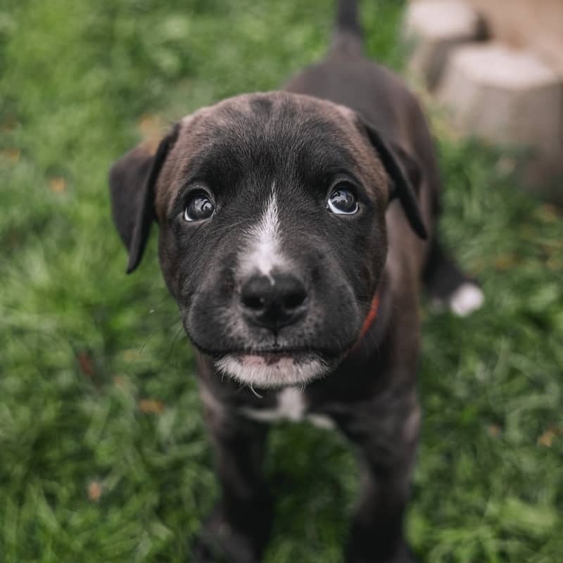 Pez Pieces - Mixed Breed available for adoption in Alberta