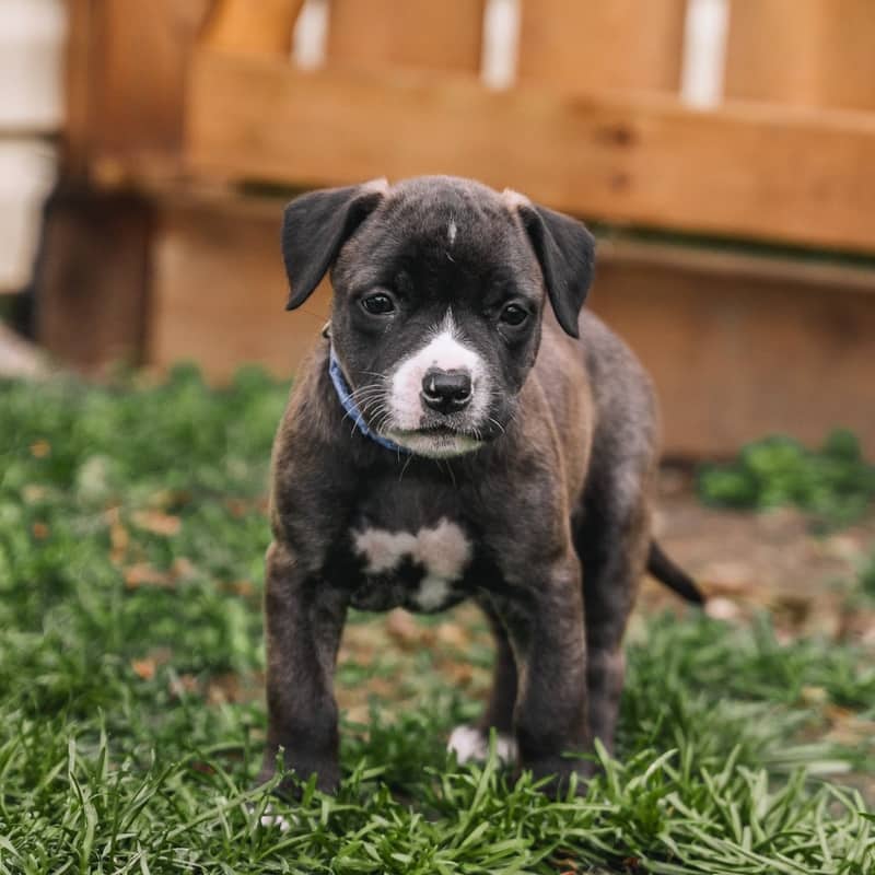 Skittle Pieces - Mixed Breed available for adoption in Calgary