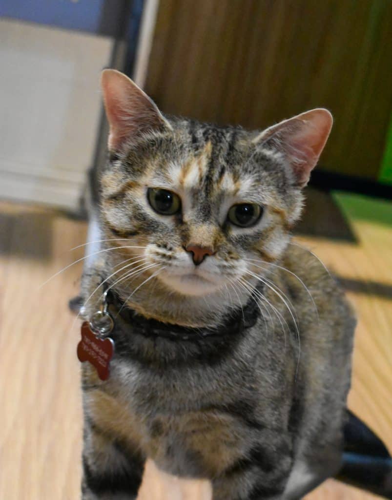 Eilonwy of Llyr - Domestic Shorthair cat available for adoption at Zoe's Animal Rescue in Edmonton