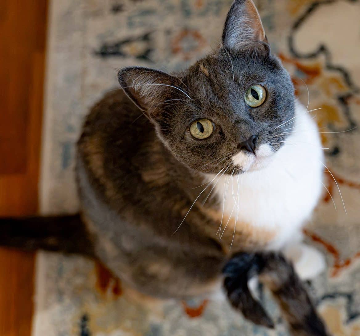 Gurgle Belly - Bonded Torbie (DSH) cat available for adoption at Zoe's Animal Rescue in Edmonton (1 of 5)