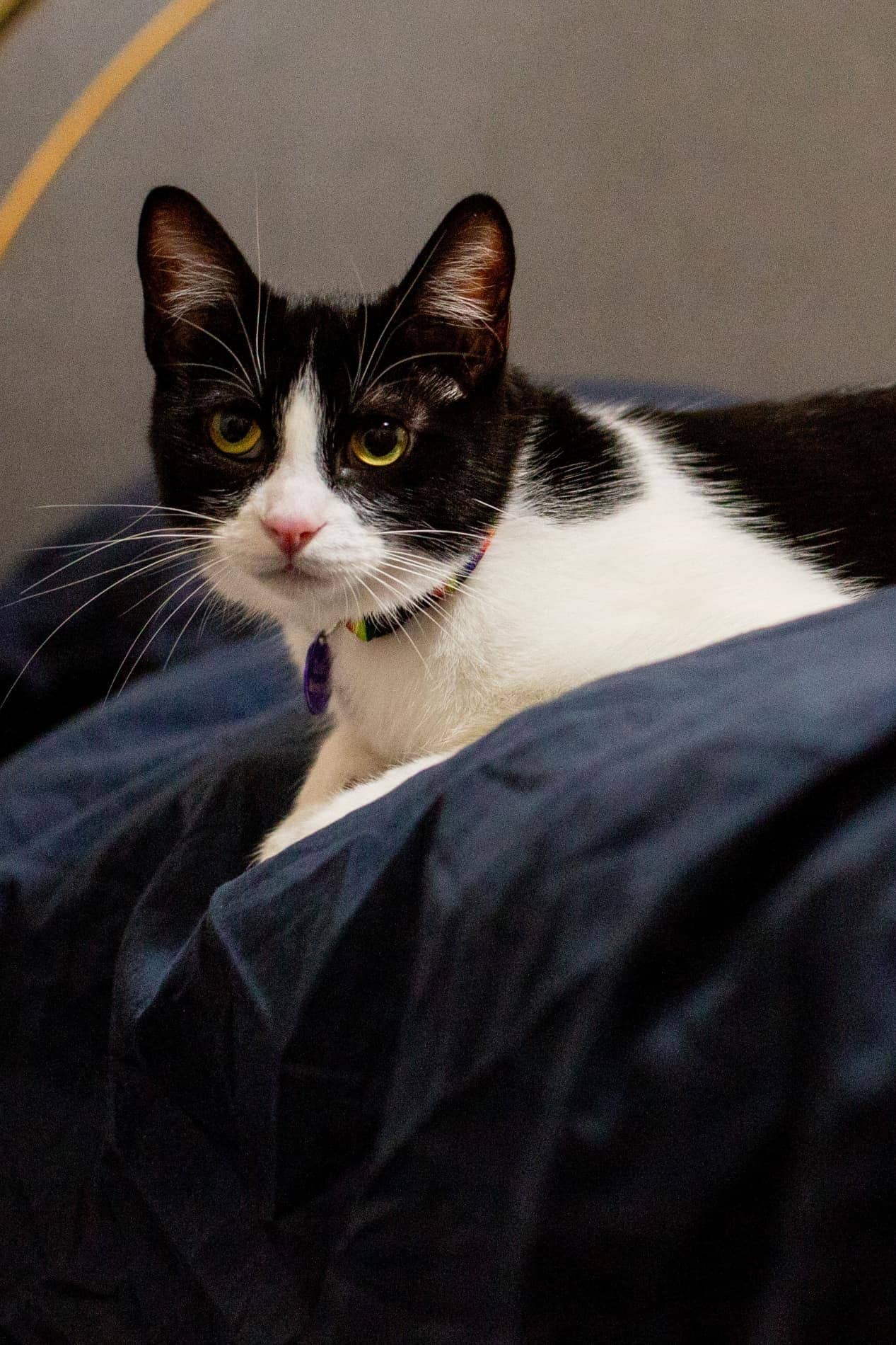 Livi Trophy - Trailer Park Treasure (DSH) cat available for adoption at Zoe's Animal Rescue in Edmonton (1 of 5)